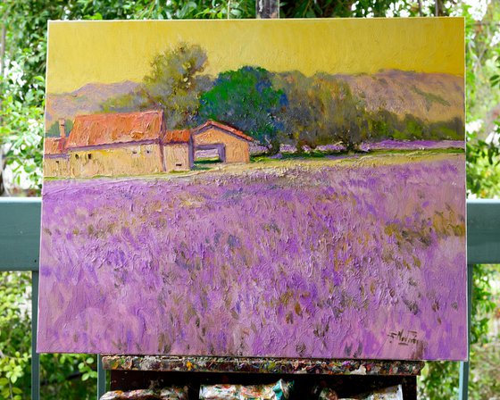 Lavender Field