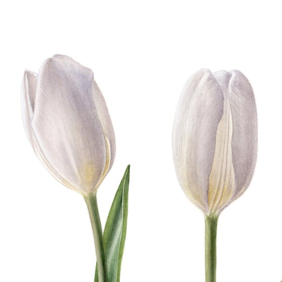 Couple of White Tulips