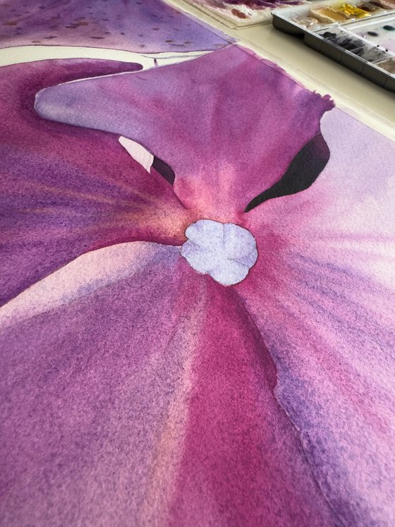 Miss Hydrangea