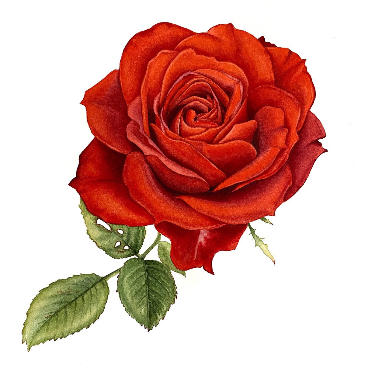 Red rose by Tina Shyfruk
