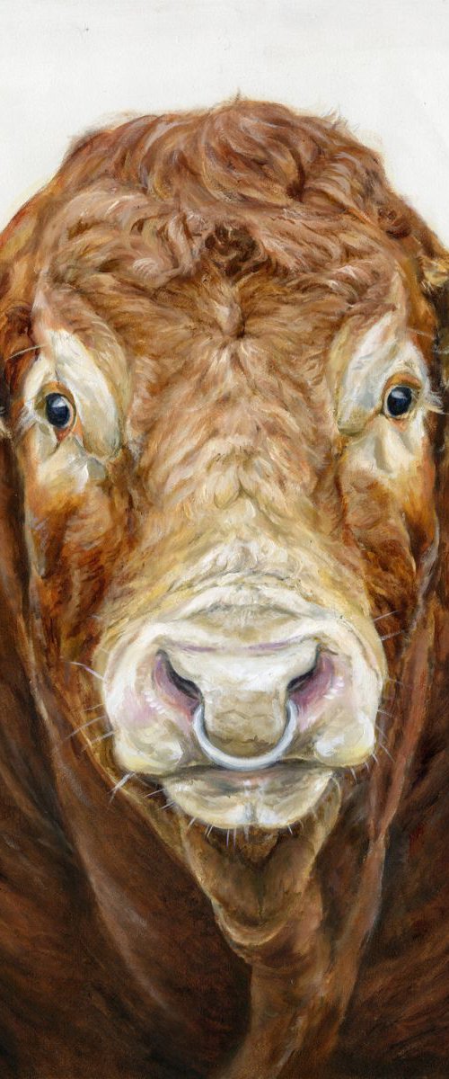 Limousin bull portrait by Una Hurst
