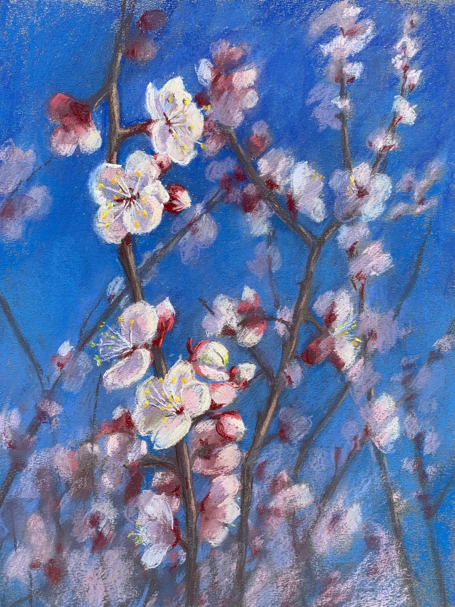 Almond flowers by Nataliya Lemesheva