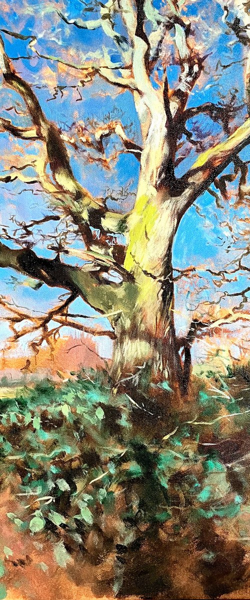 Old Oak by John Welsh