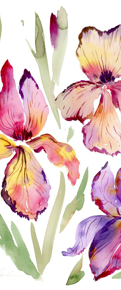 Bright Iris watercolor by Olga Koelsch