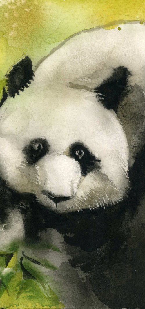 baby panda by Alfred  Ng