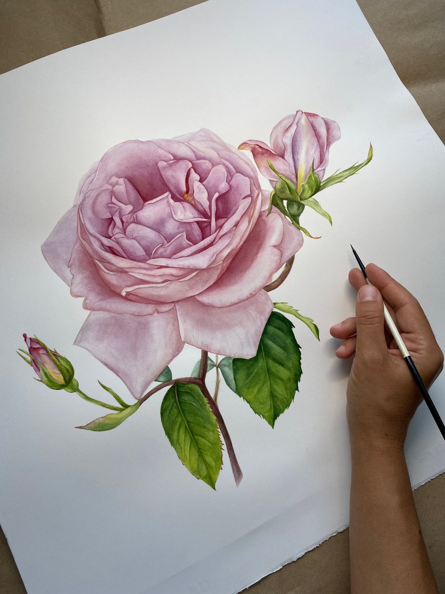 Photorealistic Watercolour , Pink Royal Rose By Anna Lyashenko, 16 X 18, Artwork For Sale On Artfinder