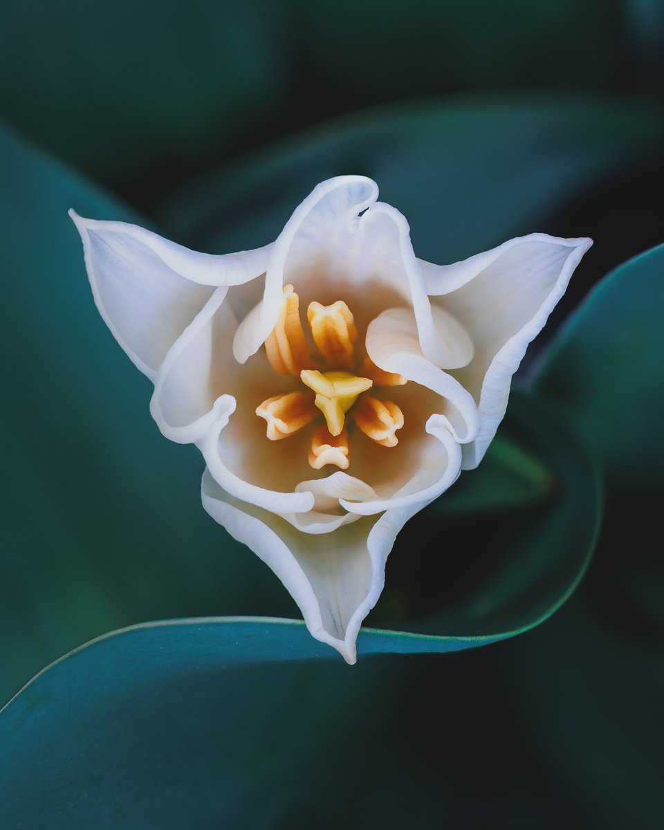 Expressive Botanical Photograph By Inna Etuvgi, 16 X 12, Trinity - Matted, Original Artwork