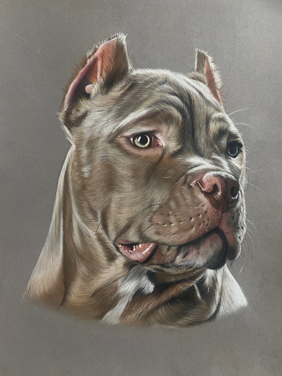 Photorealistic Animal Pastel Drawing By Clare Parkes, 10 X 13, American Bully Dog, Original Artwork