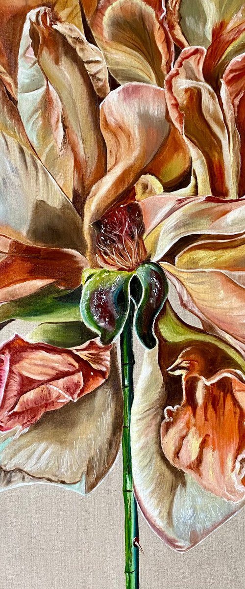 Baroque Rose by Wendy Peters