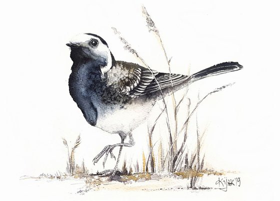 White wagtail,  birds, wildlife watercolours