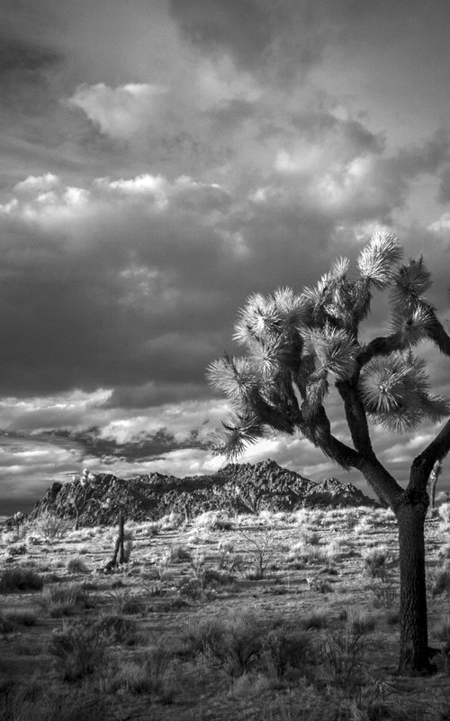 Sunset Joshua Tree by Mark Hannah