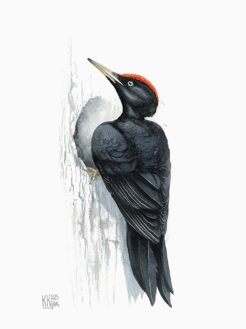 Black woodpecker by Karolina Kijak