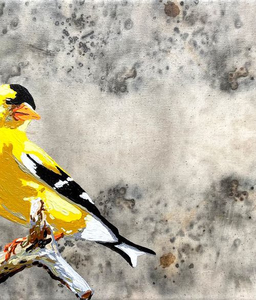 Good morning Goldfinch by Eileen Lunecke