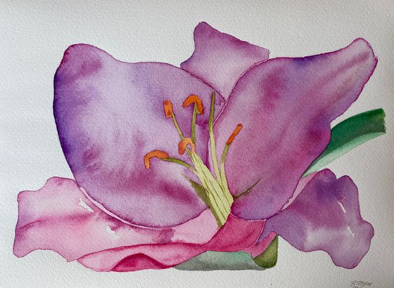 Purple lilies in watercolour
