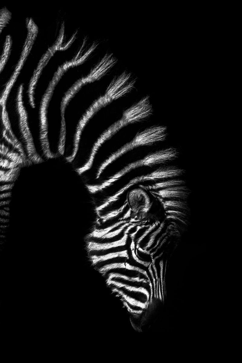 Baby Zebra by Paul Nash