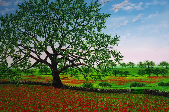 A feild of Poppies