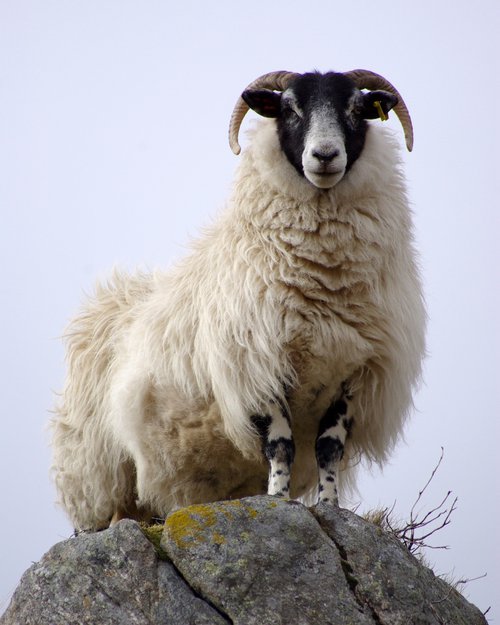 Scottish Blackface Sheep by oconnart