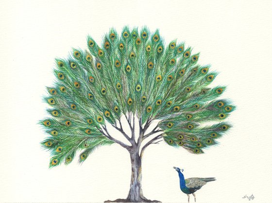 Peacock feather tree
