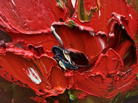 Red poppies dark background