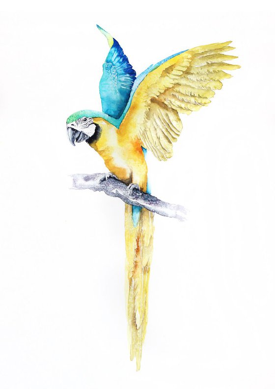 Ara parrot, 50x70cm, birds, wildlife and animals watercolours