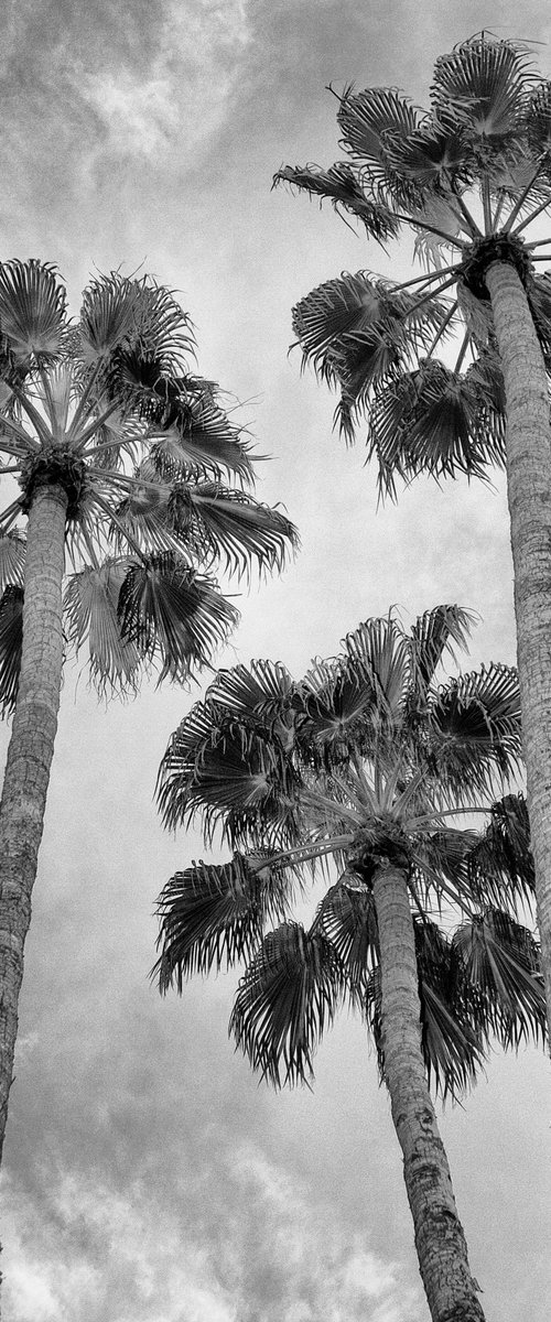 UNDER THE PALMS Palm Springs CA by William Dey