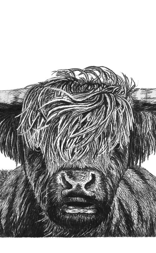 Hamish the Highland Cow by Holly Whittaker