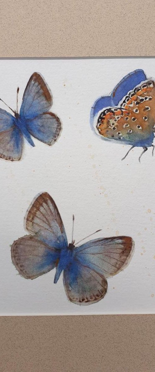 Delicate Adonis Blue Butterflies by Teresa Tanner