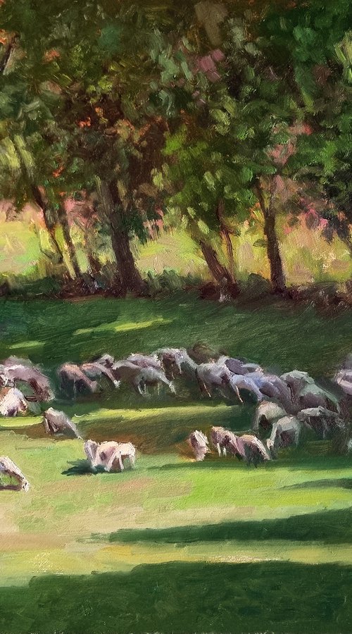 Flock of Sheep in Provence by Pascal Giroud