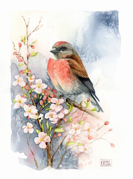Common linnet with apple flower branch