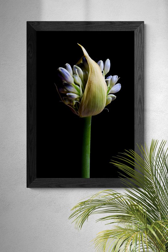 Flowering Agapanthus