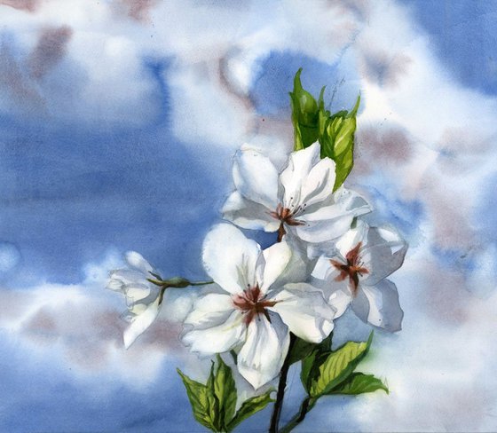 Cherry blossom time