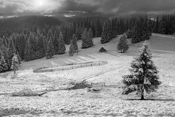 The first winter morning. B/W