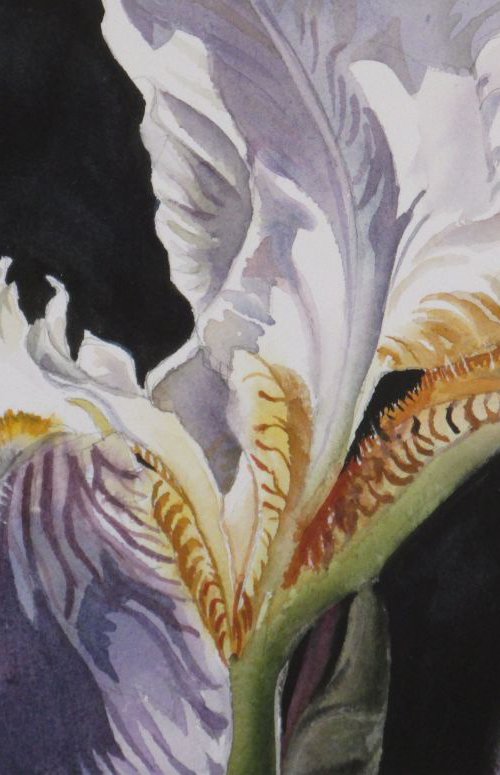 A painting a day #3 "Iris with black" by Alfred  Ng
