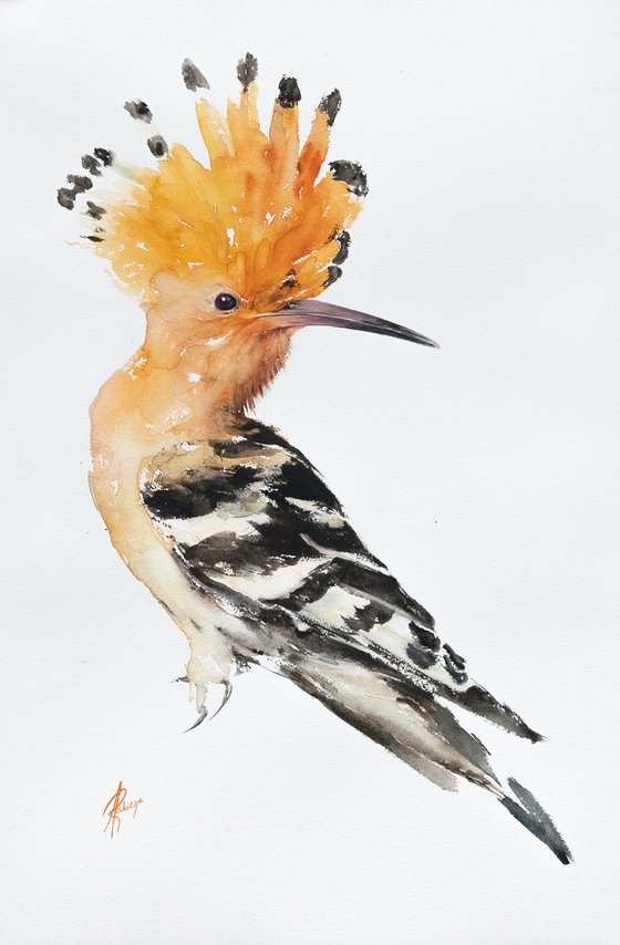 hoopoe