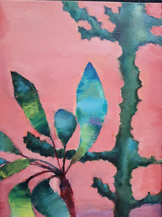 Cactus on a pink background