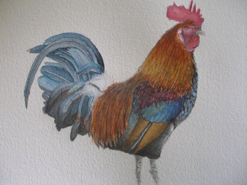 Colourful Rooster by Kamila Lipman
