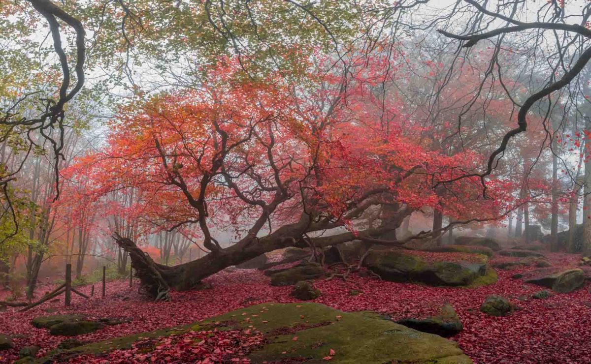 Photorealistic Landscape Photograph By Northlight Harbour, 17 X 12", The Fallen - A3, Original Artwork