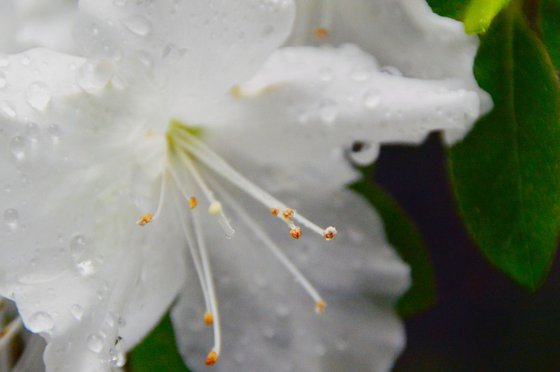 Rhododendron Blossom