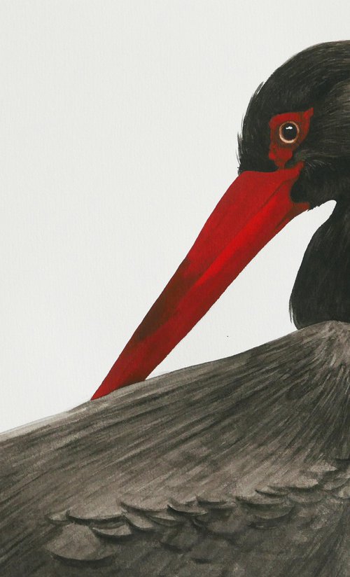 Black stork portrait by Karina Danylchuk