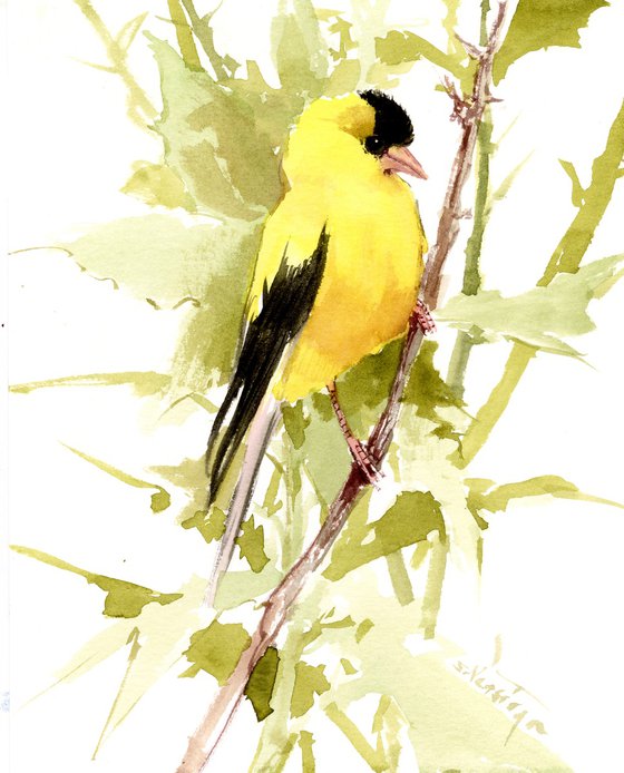 American Goldfinch