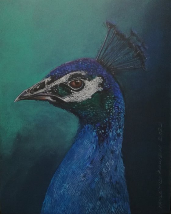 Petulant Peacock.