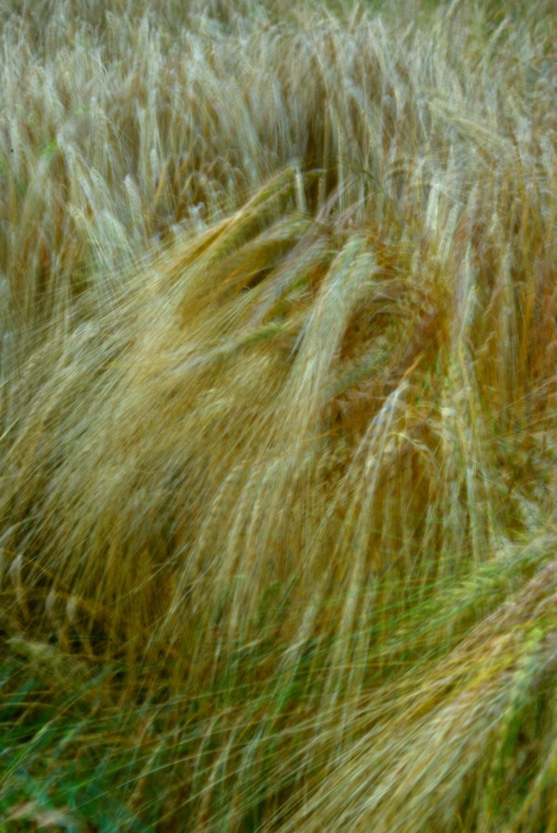 Barley Field, impressionist abstract countryside scene by oconnart