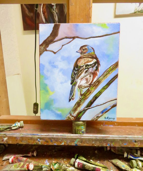 Eurasian chaffinch