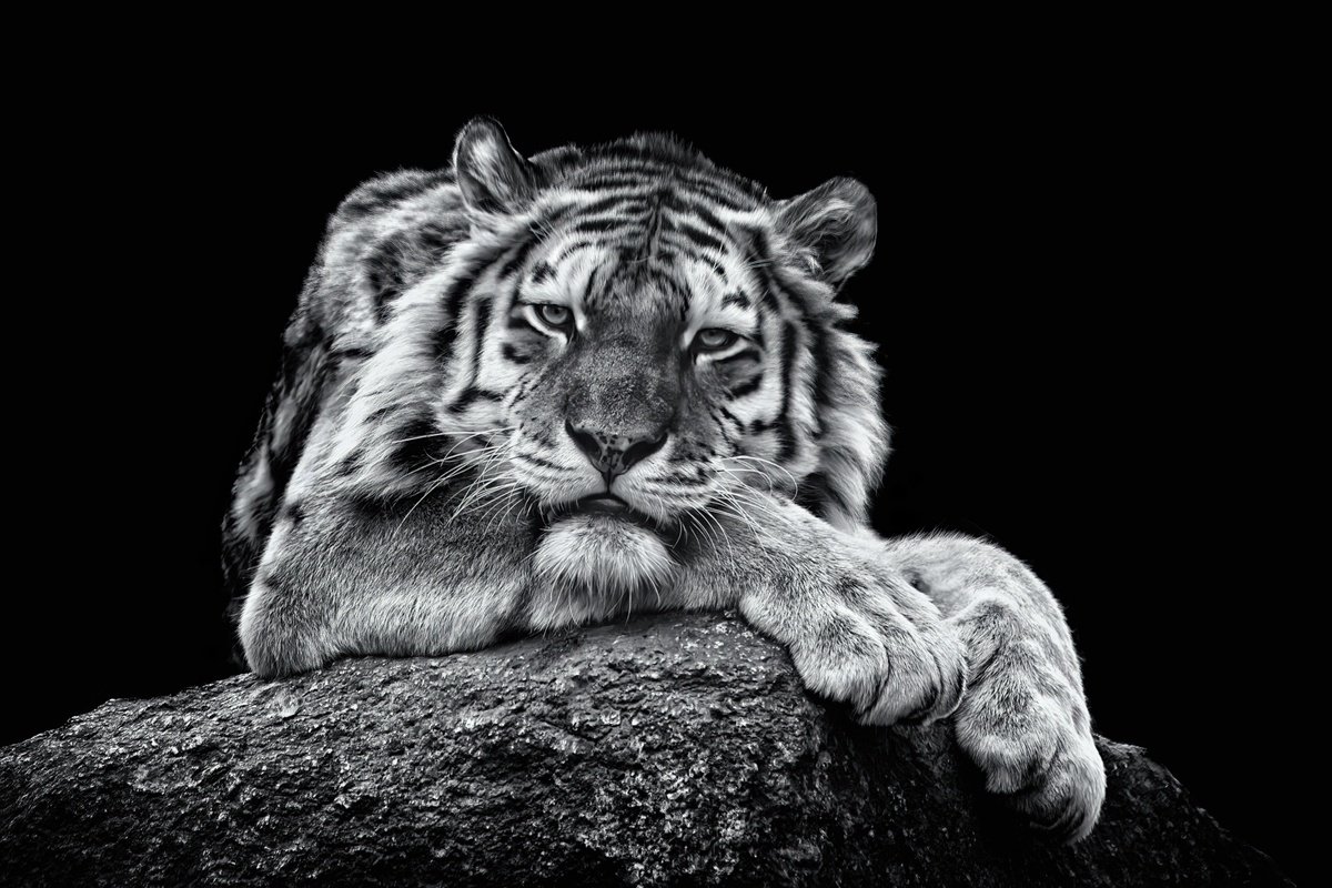 Animal Photograph By Paul Nash, 24 X 16", Relaxing Tiger, Original Artwork