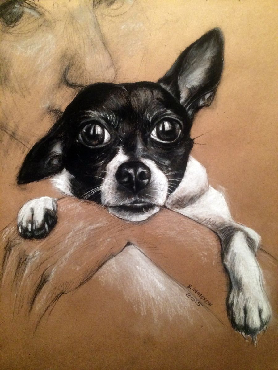 My Little Chihuahua Portrait by Bahareh Kamankesh