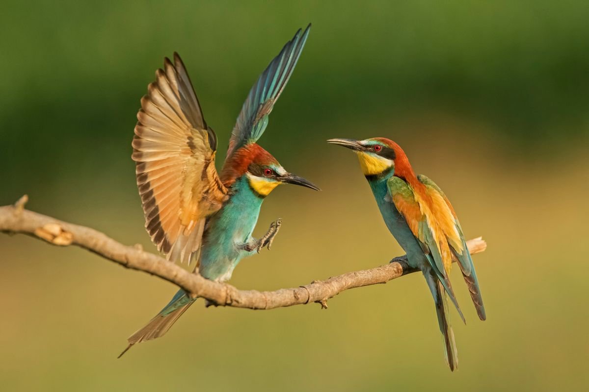 Photography | Birds | Merops apiaster by Boris Belchev