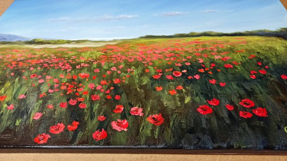 Poppies near the sea