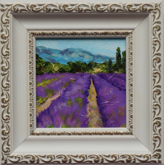 Lavender Fields