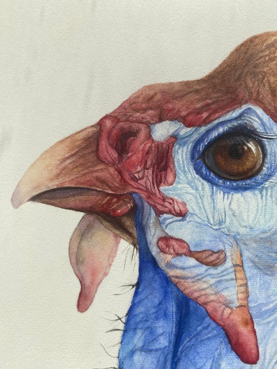 Expressive Guinea Fowl Gaze