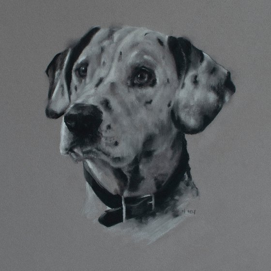 Dalmatian Portrait